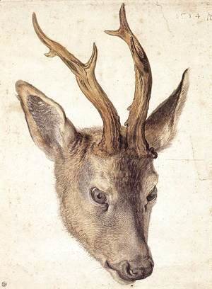 Albrecht Durer - Head of a Stag