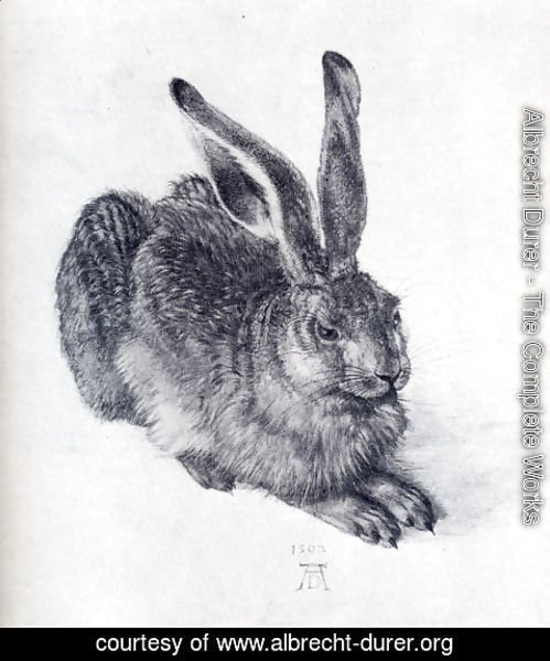 Albrecht Durer - Young Hare