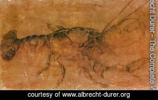 Albrecht Durer - Lobster