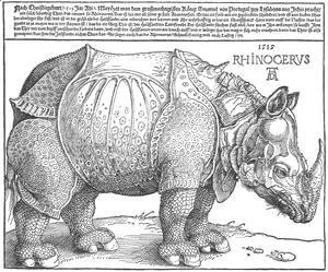 Albrecht Durer - Rhinoceros