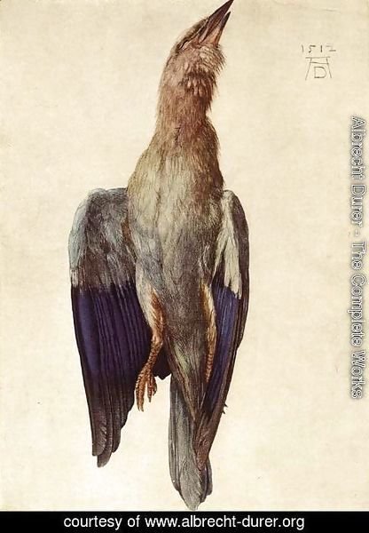 Albrecht Durer - Dead Bluebird