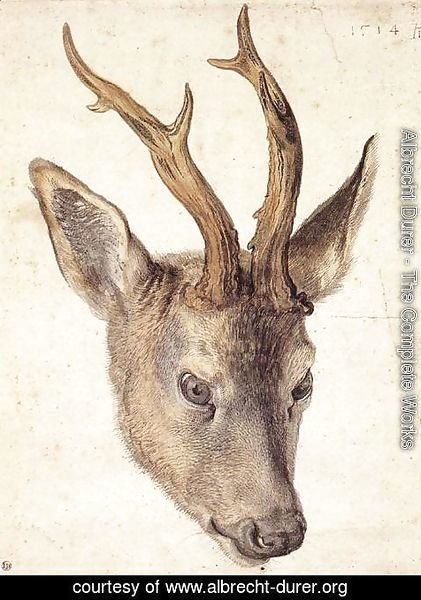 Albrecht Durer - Head of a Stag
