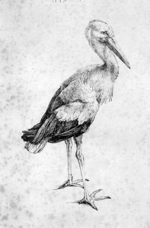 Albrecht Durer - The Stork