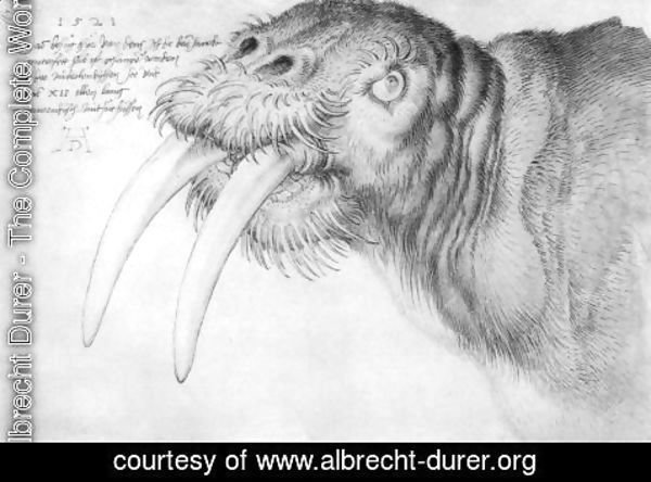 Albrecht Durer - Walrus