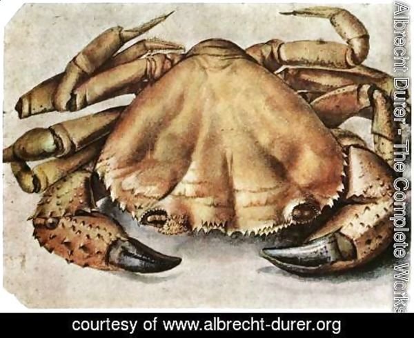 Albrecht Durer - Lobster 3