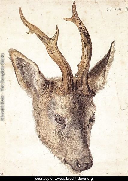 Head of a Stag 2