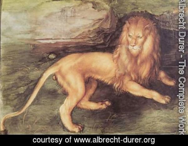 Albrecht Durer - Lion