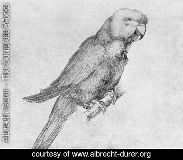 Albrecht Durer - Parrot