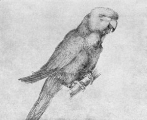 Albrecht Durer - Parrot