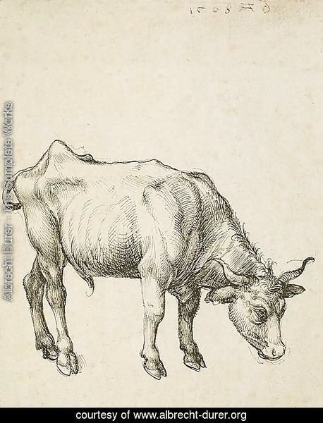 Young Steer