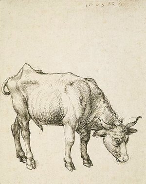 Albrecht Durer - Young Steer