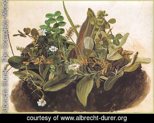 Albrecht Durer - The tuft of grass MINOR