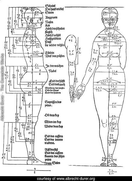 Studies on the Proportions of the Female Body