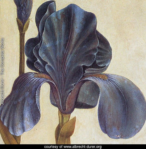 Troiana Iris (Detail)