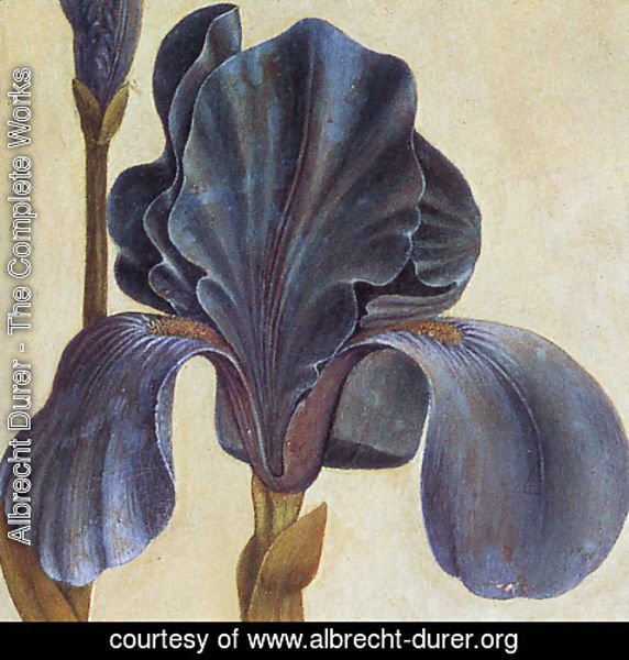 Albrecht Durer - Troiana Iris (Detail)