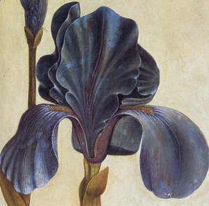 Albrecht Durer - Troiana Iris (Detail)