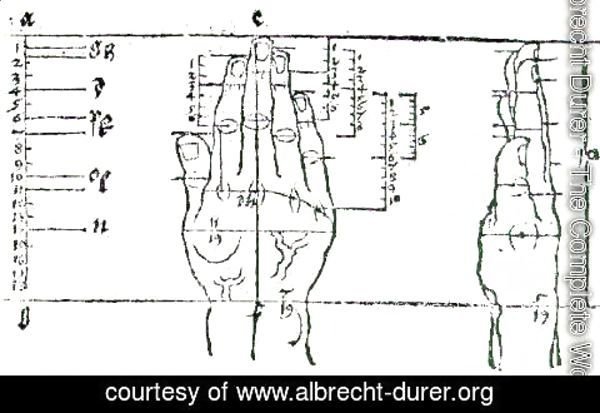 Albrecht Durer - Hand