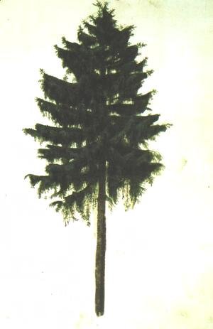 Albrecht Durer - Pine Tree